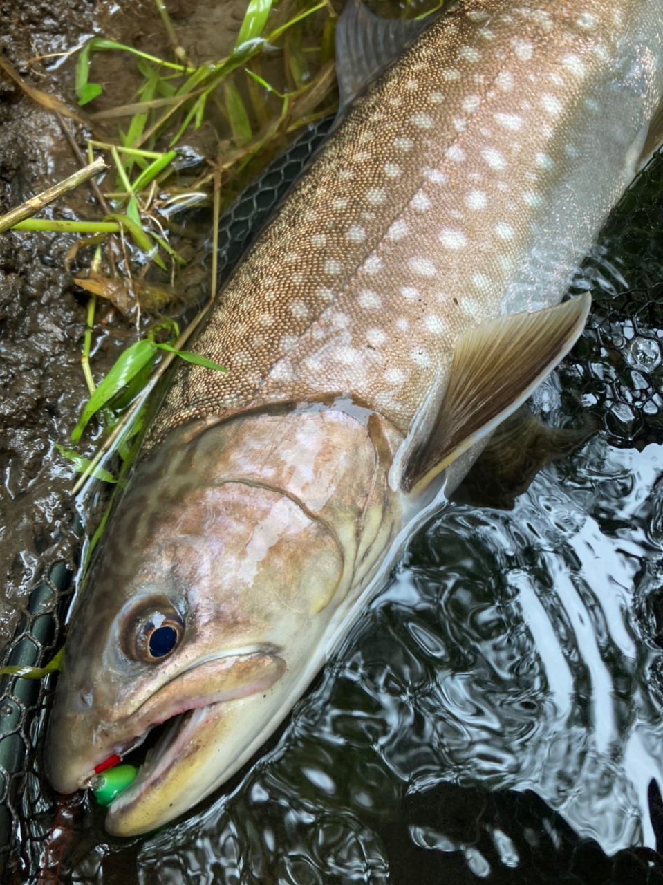 アメマス