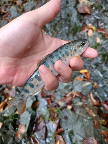 ヤマメの釣果