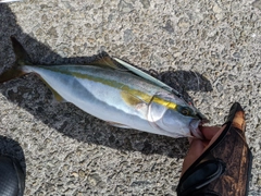 ハマチの釣果