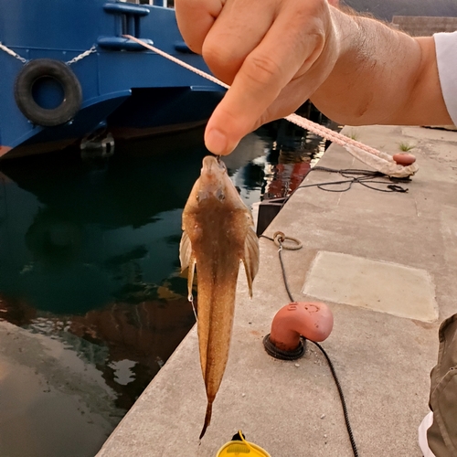 メゴチの釣果