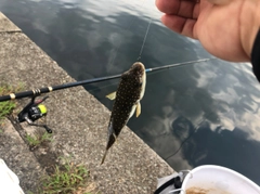 クサフグの釣果