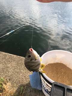 キビレの釣果
