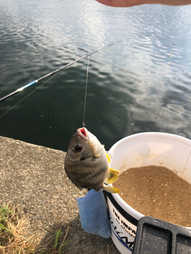 キビレの釣果