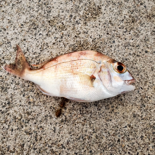 マダイの釣果