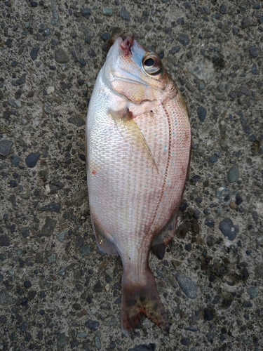 チャリコの釣果