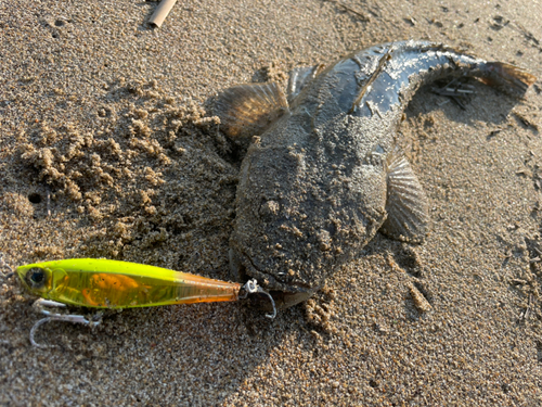 マゴチの釣果