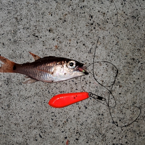 ネンブツダイの釣果