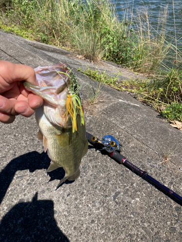 ラージマウスバスの釣果