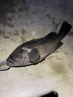 クロソイの釣果