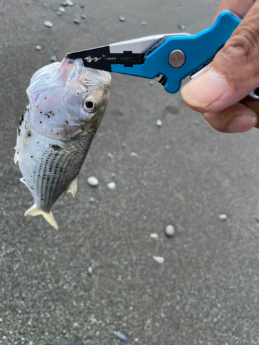 コノシロの釣果