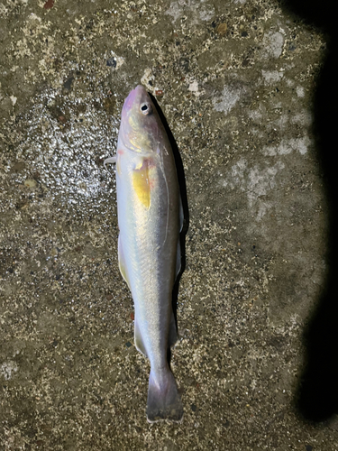 コマイの釣果