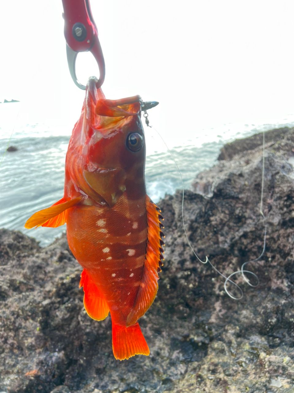 アカハタ