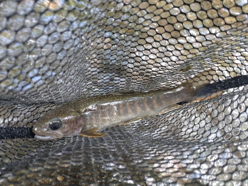 ニッコウイワナの釣果