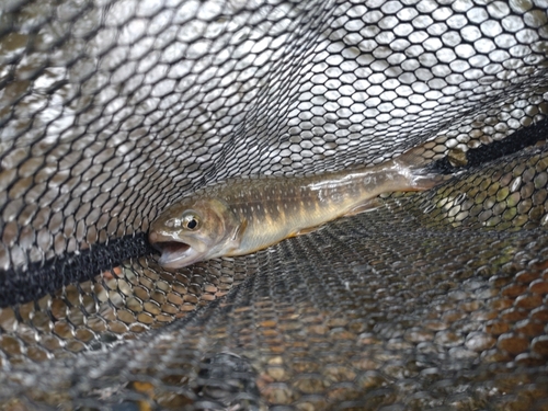 ニッコウイワナの釣果