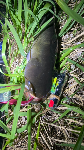 ナマズの釣果