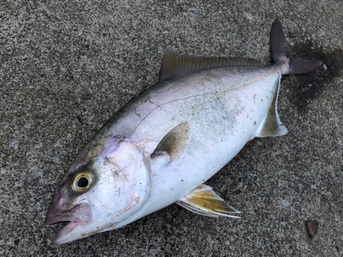 ショゴの釣果