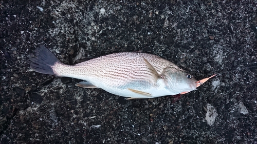 イシモチの釣果