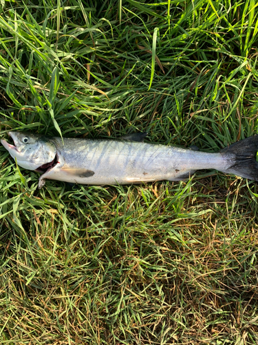 アキアジの釣果