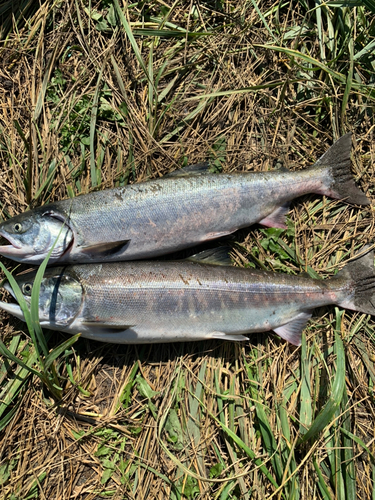 アキアジの釣果