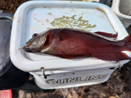 ベラの釣果