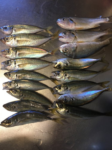 アジの釣果