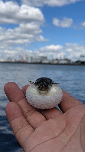 クサフグの釣果