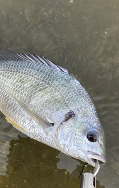 キビレの釣果