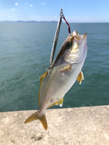 ショゴの釣果