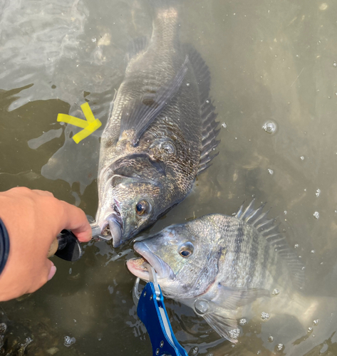 チヌの釣果