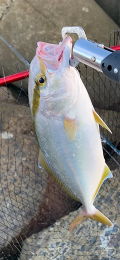 シオの釣果