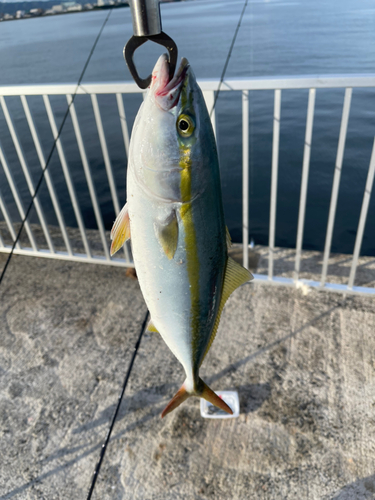 ハマチの釣果