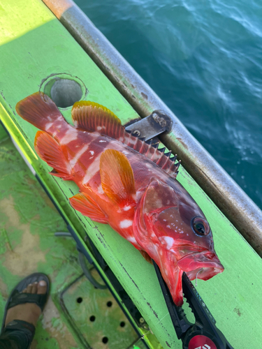 アカハタの釣果