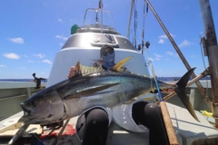 キハダマグロの釣果