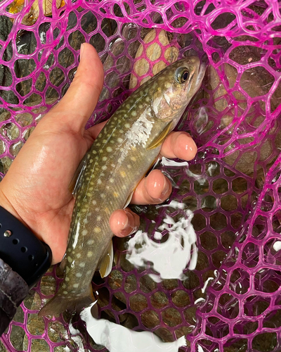 イワナの釣果