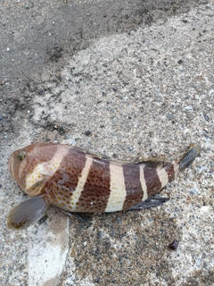 アオハタの釣果