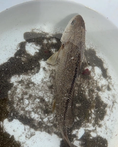 イシモチの釣果