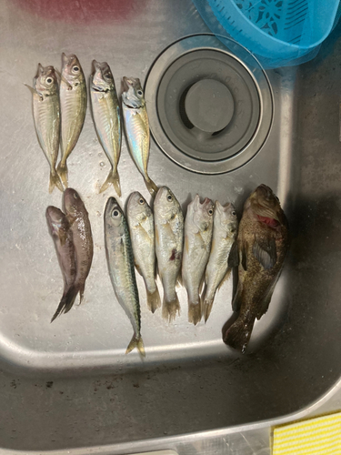 アジの釣果