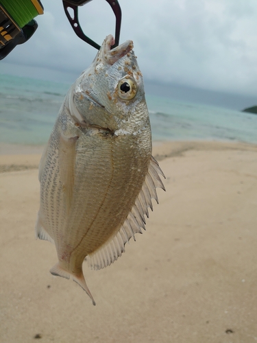 ミナミクロダイの釣果