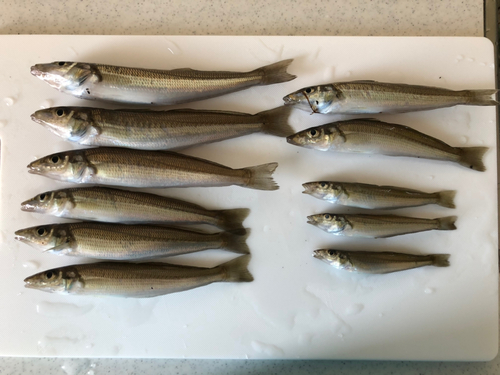 シロギスの釣果