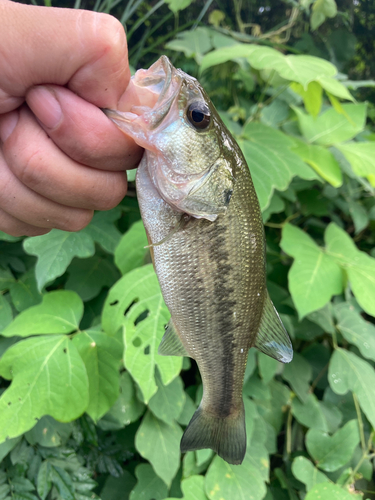 ブラックバスの釣果