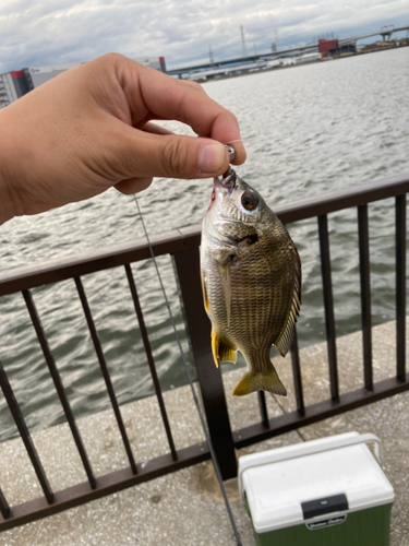 キビレの釣果