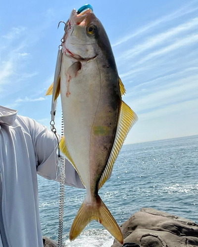 ショゴの釣果