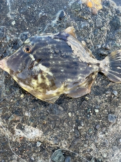 カワハギの釣果