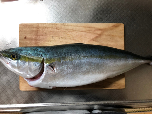 ハマチの釣果