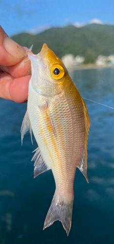 タテシマフエフキの釣果