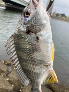 キビレの釣果