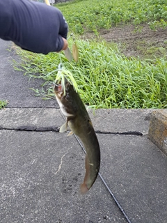 ナマズの釣果