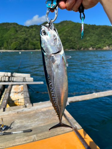 マルソウダの釣果