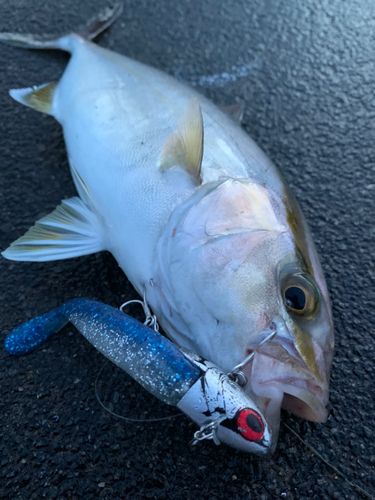 ショゴの釣果