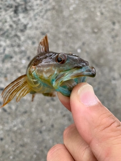 アナハゼの釣果